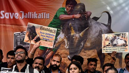 Jallikattu protests: Tamil Nadu on verge of taming ban