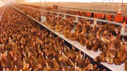 முட்டைக்க்காக கோழி வளர்த்தால் இந்த நடைமுறைகளை கட்டாயம் பின்பற்றணும்…