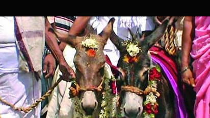 కర్నూల్ జిల్లాలో వింత ఆచారం: గాడిదలకు పెళ్లి, ఎందుకంటే?