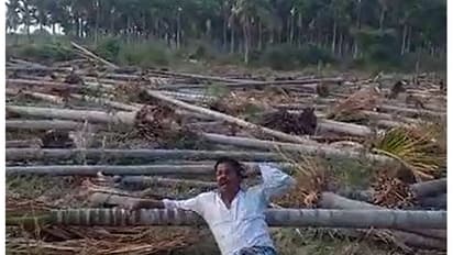 Arecanut trees chopped Arecanut trees chopped
