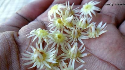 കെടാത്ത കനലുകള്