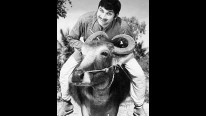 Sampathige Saval and Dr Rajkumar’s date with Buffalo!
