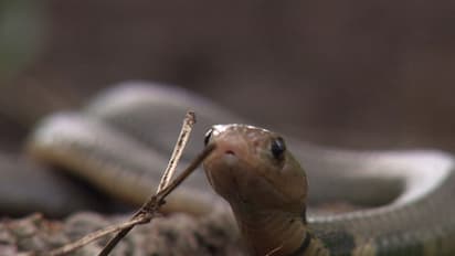 ದಂಪತಿಯ ಹಾಸಿಗೆಯಲ್ಲಿ ಇತ್ತು ನಾಗರಹಾವು!