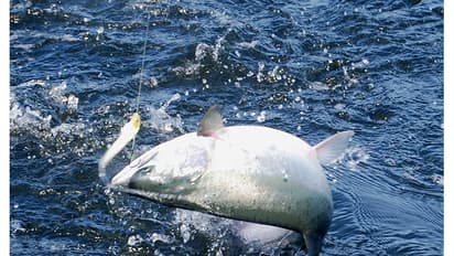 చేపలు పట్టడానికి వెళ్లి చెరువులో మునిగిపోయాడు..