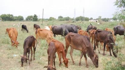 மாடுகளைத் தாக்கும் சப்பை நோயும், அதனைத் தடுக்கும் முறையும் ஒரு பார்வை...