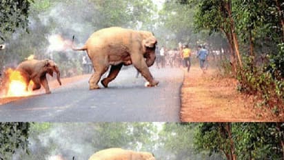 കരളലിയിപ്പിക്കുന്ന ആ ചിത്രത്തിന് പിന്നില്