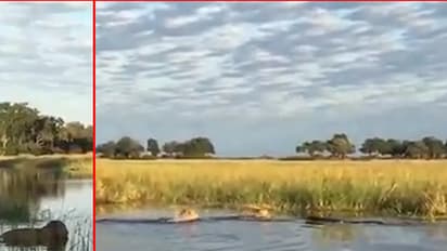 (ವಿಡಿಯೋ)ಕೆರೆಯಲ್ಲಿ ವಿಹರಿಸುತ್ತಿದ್ದ ಸಿಂಹಗಳ ಮೇಲೆ ಇದ್ದಕ್ಕಿದ್ದಂತೆ ದಾಳಿ ನಡೆಸಿದ ಮೊಸಳೆ: ಮುಂದಾಗಿದ್ದೇನು?