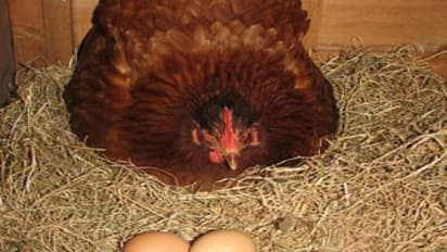 கோழிகள் அடைக்காத்தலின்போது கரு கூடியுள்ள முட்டைகளை கண்டுபிடிப்பது எப்படி?