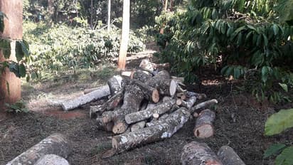 കോഫി ബോര്ഡിന്റെ തോട്ടത്തില് അനധികൃത മരംമുറി; വന്മരങ്ങള് വിറ്റത് ചുളുവിലയ്ക്ക്