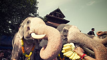 Kerala to have elephant hospital with scanner, X-ray