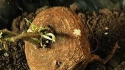 ஆகாச கருடன் மூலிகையில் இவ்வளவு மருத்துவ குணங்கள் இருக்கு. படிச்சு நீங்களும் தெரிஞ்சுக்குங்க...