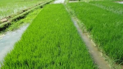 இயற்கை பூச்சி விரட்டி என்றால் என்ன? இதன் பயன்கள் என்னென்ன?