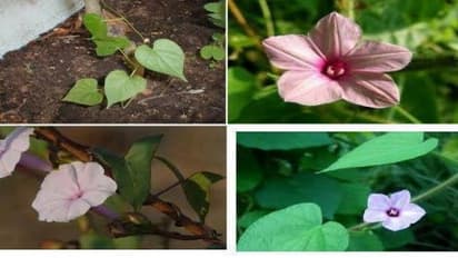 தாளிக்கீரை பற்றி கேள்விப்பட்டு இருக்கிறீர்களா? அதோட இலையில் அவ்வளவு மருத்துவம் இருக்கு…