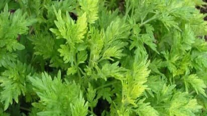 மரிக்கொழுந்தை சாகுபடி செய்வதற்கான நுட்பங்கள் இதோ...