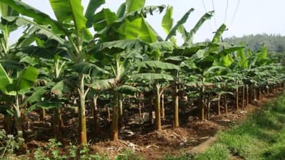 வாழை சாகுபடிக்கு ஏற்ற மண் வகைகள் மற்றும் நிலத்தை தயார்படுத்தும் உத்தி…