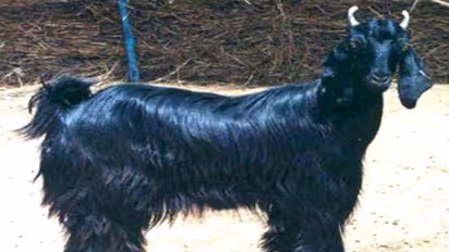 முரட்டு ரோமம் கொண்ட மார்வாரி ஆடு இனத்தின் பயன்பாடு தெரியுமா?