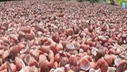 கொப்பரைத் தேங்காய் தயாரிப்பது எப்படி? அவற்றிற்கான சந்தை வாய்ப்பு எப்படி இருக்கிறது?