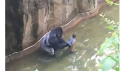 ഗോറില്ല കൂട്ടില് വീണ നാലുവയസുകാരനെ രക്ഷിക്കാന് ഗോറില്ലയെ വെടിവെച്ചു കൊന്നു