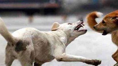 തെരുവ് നായയുടെ കടിയേറ്റ് ഒന്പത് പേര്ക്ക് പരുക്ക്; നാട്ടുകാര് നായയെ തല്ലിക്കൊന്നു