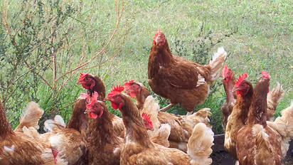 ಕೋಲಾರ :  ಪಶು ಇಲಾಖೆಯಿಂದ ರೈತರಿಗೆ ಕೋಳಿಗಳ ವಿತರಣೆ