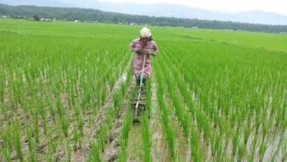 உப்புத் தண்ணீரிலும் விவசாயம்; இப்படி ஒரு பயோடெக்னாலஜி முறையா...