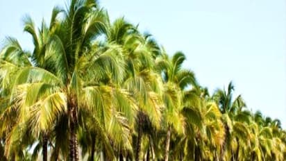 தென்னையில் குரும்பை உதிர்வதற்கு இவைதான் காரணங்கள்...