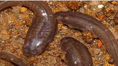 2016: India's year of dancing tadpoles and sorting hat spiders