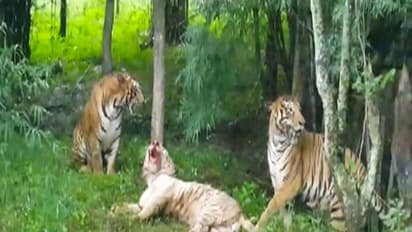 ಅಧಿಕಾರಿಗಳ ನಿರ್ಲಕ್ಷ್ಯದಿಂದ ಸಾವು ಬದುಕಿನ ನಡುವೆ ಹೋರಾಡುತ್ತಿದೆ ಬೆಂಗಾಲ್ ಬಿಳಿ ಟೈಗರ್