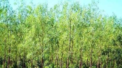 விலை உயர்ந்த மரமான சந்தன மரத்தை நட என்னவெல்லாம் செய்யணும்…