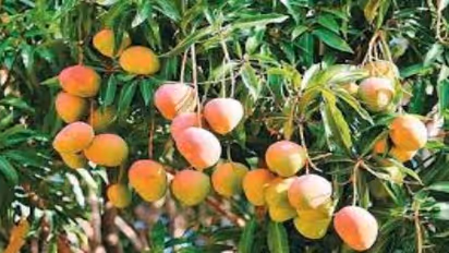 மா சாகுபடியில் விளைச்சலை அதிகரிக்கனுமா? இதை வாசிங்க…