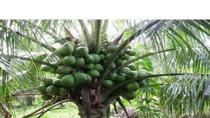 தென்னை நார்க்கழிவில் இருந்து தயாரிக்கப்படும் உரத்தில் எவ்வளவு சத்துகள் இருக்கு தெரியுமா?