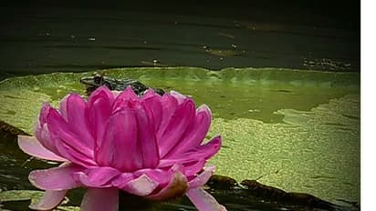 ತಾವರೆಯ ಬೇರಿನಲ್ಲಡಗಿದೆ ಆರೋಗ್ಯದ ಅದ್ಭುತ ರಹಸ್ಯ 