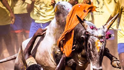 Jallikattu Protests: A call to preserve Tamizh pride, tradition