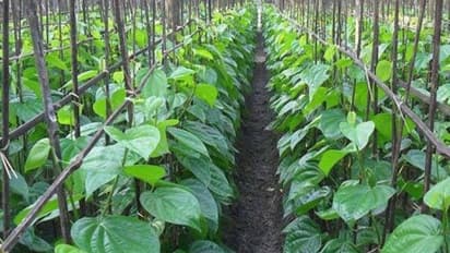 இந்த நோயில் இருந்து மட்டும் வெற்றிலையை காப்பாற்றிவிட்டால் நல்ல மகசூல் பார்க்கலாம்...