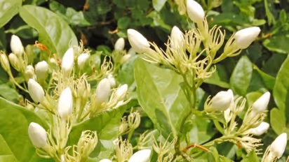 மல்லிகையில் இந்த இயற்கை சாகுபடி முறையை பின்பற்றினால் வருடம் முழுவதும் பூக்கள் பறிக்கலாம்…