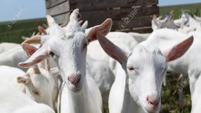 வெள்ளாடுகளை வளர்ப்பதில் இவ்வளவு பயன்கள் இருக்கு. தெரிஞ்சுக்கிட்டு நீங்களும் முயற்சி செய்யுங்கள்...