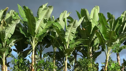 வாழையைத் தாக்கும் முக்கியமான மூன்று நோய்களும், அதனைத் தடுக்கும் முறைகளும் இதோ...