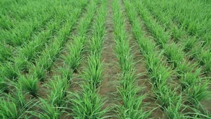 நெல் அறுவடைக்கு பின் செய் நேர்த்தி இப்படிதான் செய்யனும்…