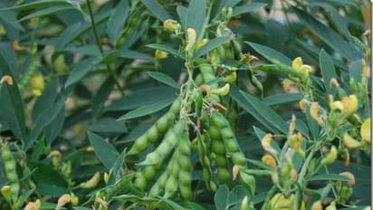 துவரையை ஊடுபயிராக பயிரிடுவது எப்படி? அதனால் கிடைக்கும் நன்மைகள் அதிகம்...