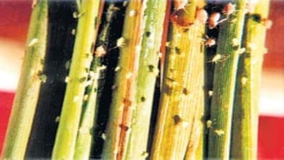 நெல் பயிரைத் தாக்கும் பூச்சிகளை எப்படியெல்லாம் அழிக்கலாம்…