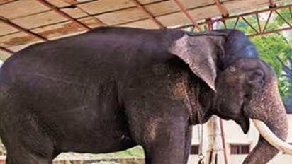 Arjuna is the toughest at 5240 kg!