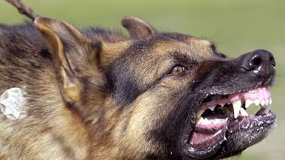 പഞ്ചായത്ത് വൈസ് പ്രസിഡന്റ് ഉള്‍പ്പടെ 26 പേരെ പേപ്പട്ടി കടിച്ചു