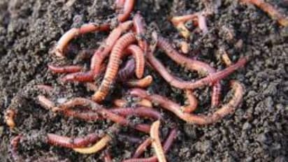 நோய் கிருமிகளை மண்புழுக்களின் உயிர் உர தொழில்நுட்பம் - ஒரு பார்வை…