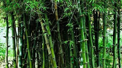 ಬಿದಿರು ಮರವಲ್ಲ; ಅರಣ್ಯ ತಿದ್ದುಪಡಿ ಕಾಯ್ದೆಗೆ ಸಂಪುಟ ಒಪ್ಪಿಗೆ