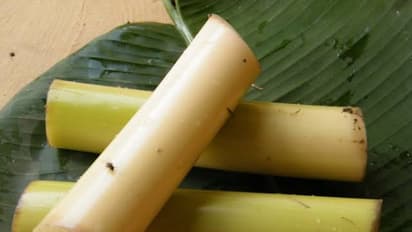 உங்களுக்குத் தெரியுமா? சிறுநீரக கற்களை வெளியேற்றும் தன்மை வாழைத்தண்டுக்கு உண்டு….