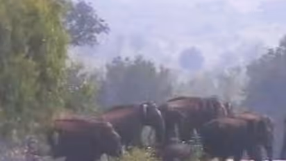 Only licensed elephant hunter Nawab Shafat hired to kill elephant