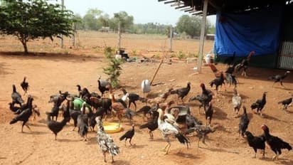 நாட்டுக் கோழிகளுக்கான கரையான் தீவனத்தை இப்படி உற்பத்தி செய்யணும்...