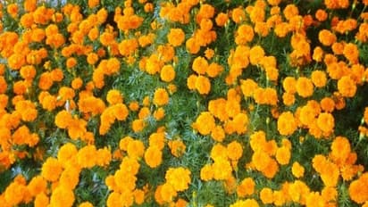 இயற்கை முறையில் செண்டு மல்லி சாகுபடி செய்வது எப்படி?