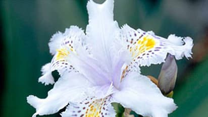 ఈ పువ్వు ధర 20 కోట్లు మాత్రమే