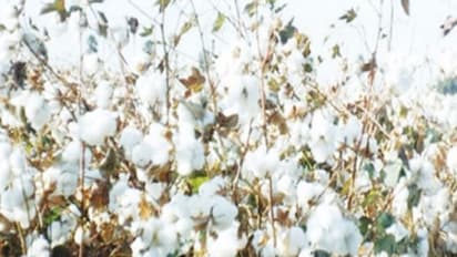 பருத்தியில் பூச்சி மேலாண்மையை எப்படியெல்லாம் மேற்கொள்ளலாம். வாசிச்சு தெரிஞ்சுக்குங்க...